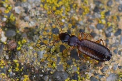 <i>Paradromius linearis</i>