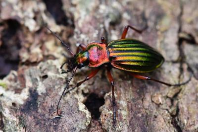 <i>Carabus auronitens</i>