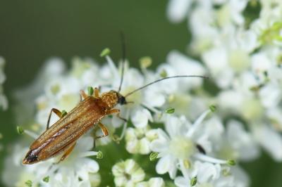 <i>Oedemera podagrariae</i>