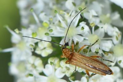 <i>Oedemera podagrariae</i>