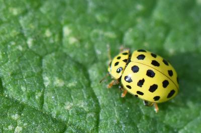 <i>Psyllobora vigintiduopunctata</i>