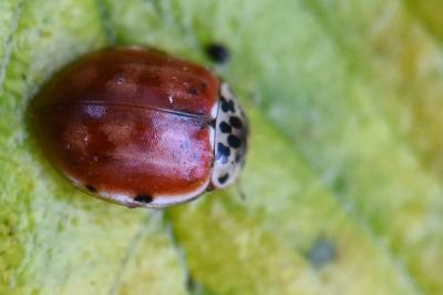 <i>Harmonia quadripunctata</i>
