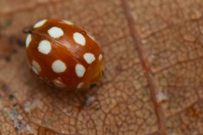 <i>Vibidia duodecimguttata</i>