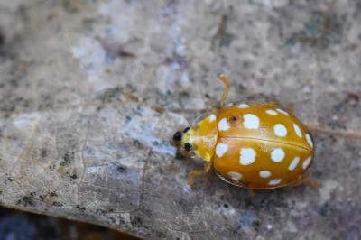 <i>Halyzia sedecimguttata</i>