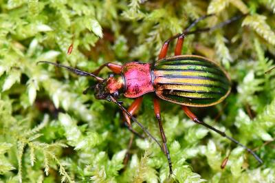 <i>Carabus auronitens</i>