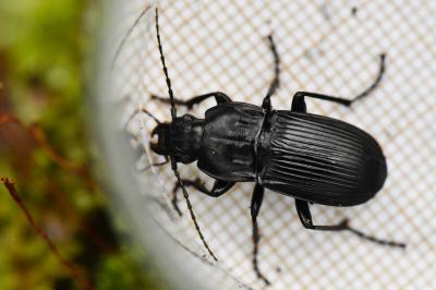 <i>Abax parallelepipedus</i>