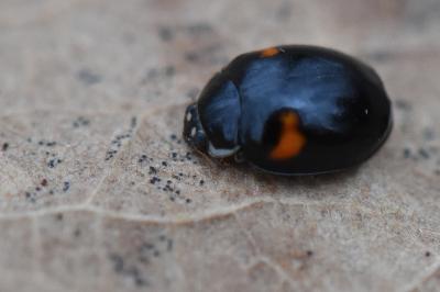 <i>Adalia decempunctata</i>
