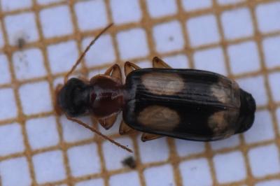 <i>Dromius quadrimaculatus</i>