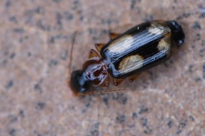 <i>Dromius quadrimaculatus</i>