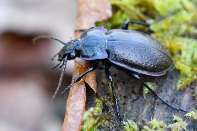 <i>Carabus nemoralis</i>