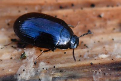 <i>Platydema violacea</i>