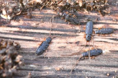 <i>Uleiota planatus</i>