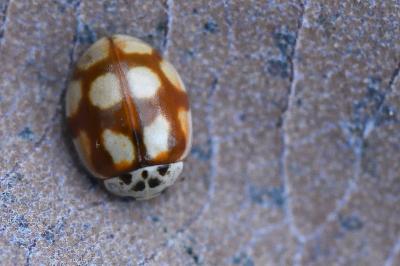 <i>Adalia decempunctata</i>