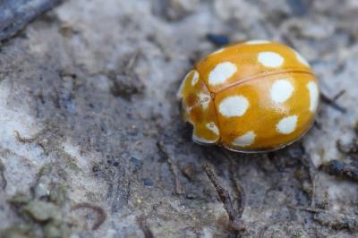 <i>Calvia decemguttata</i>