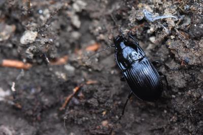 <i>Abax ovalis</i>