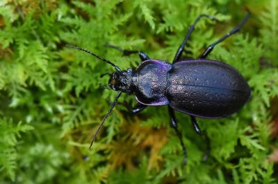 <i>Carabus nemoralis</i>