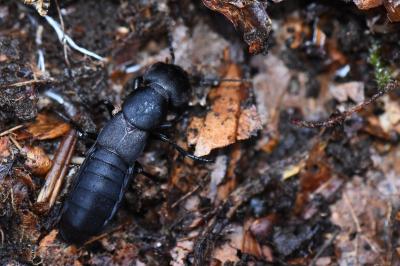 <i>Ocypus</i>