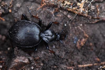 <i>Cychrus attenuatus</i>