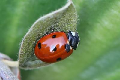 <i>Coccinella septempunctata</i>
