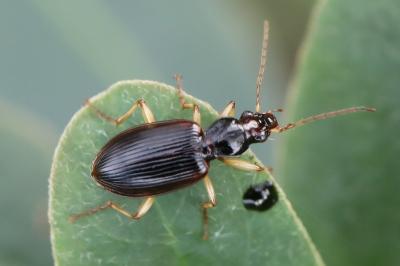<i>Paranchus albipes</i>