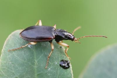 <i>Paranchus albipes</i>