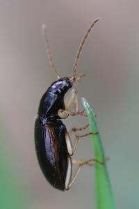 <i>Paranchus albipes</i>