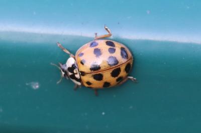 <i>Harmonia axyridis</i>