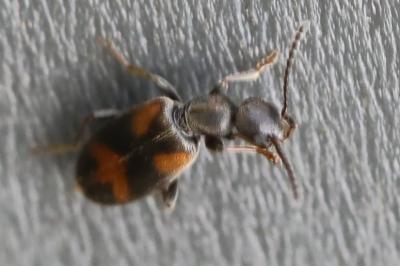 <i>Anthicus antherinus</i>