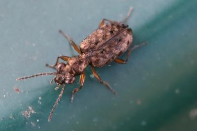<i>Asaphidion stierlini</i>