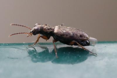 <i>Asaphidion stierlini</i>