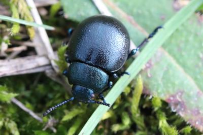 <i>Timarcha goettingensis</i>