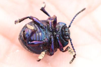 <i>Timarcha goettingensis</i>