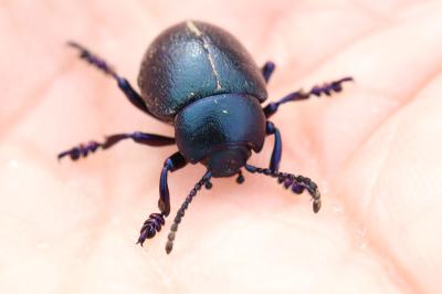 <i>Timarcha goettingensis</i>