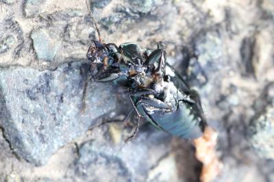 <i>Poecilus cupreus</i>