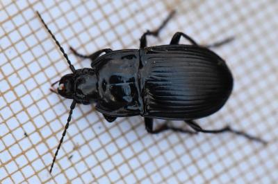 <i>Abax ovalis</i>