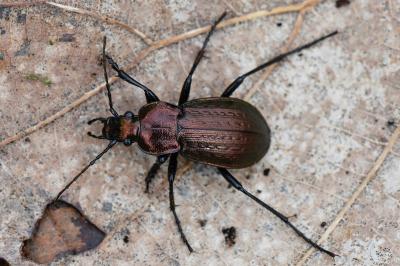 <i>Carabus arvensis</i>