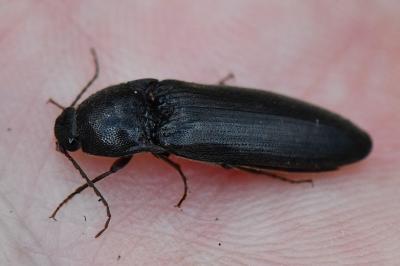 <i>Melanotus villosus</i>