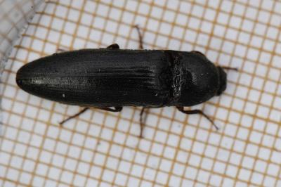 <i>Melanotus villosus</i>