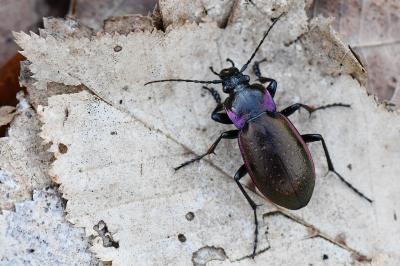 <i>Carabus nemoralis</i>