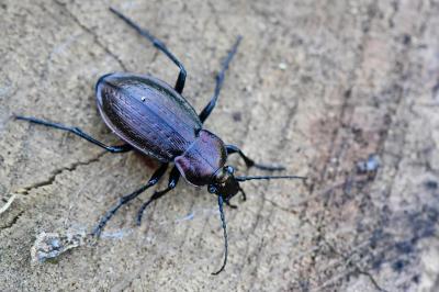 <i>Carabus arvensis</i>