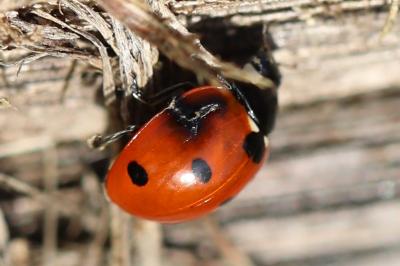 <i>Coccinella septempunctata</i>