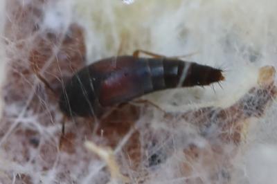 <i>Tachyporus hypnorum</i>