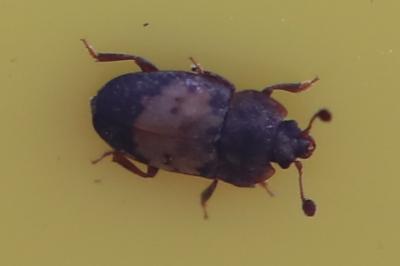 <i>Omosita discoidea</i>
