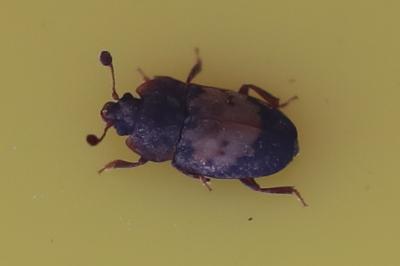 <i>Omosita discoidea</i>