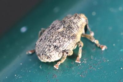 <i>Ceutorhynchus pallidactylus</i>