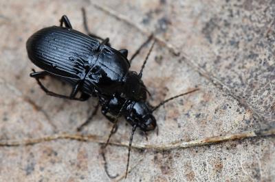 <i>Abax parallelus</i>