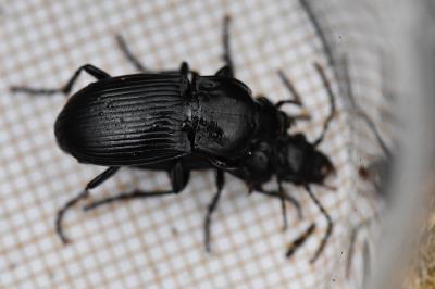 <i>Abax parallelus</i>