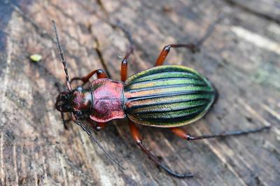 <i>Carabus auronitens</i>