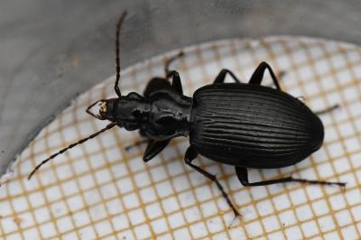 <i>Platynus assimilis</i>