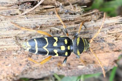 <i>Plagionotus arcuatus</i>